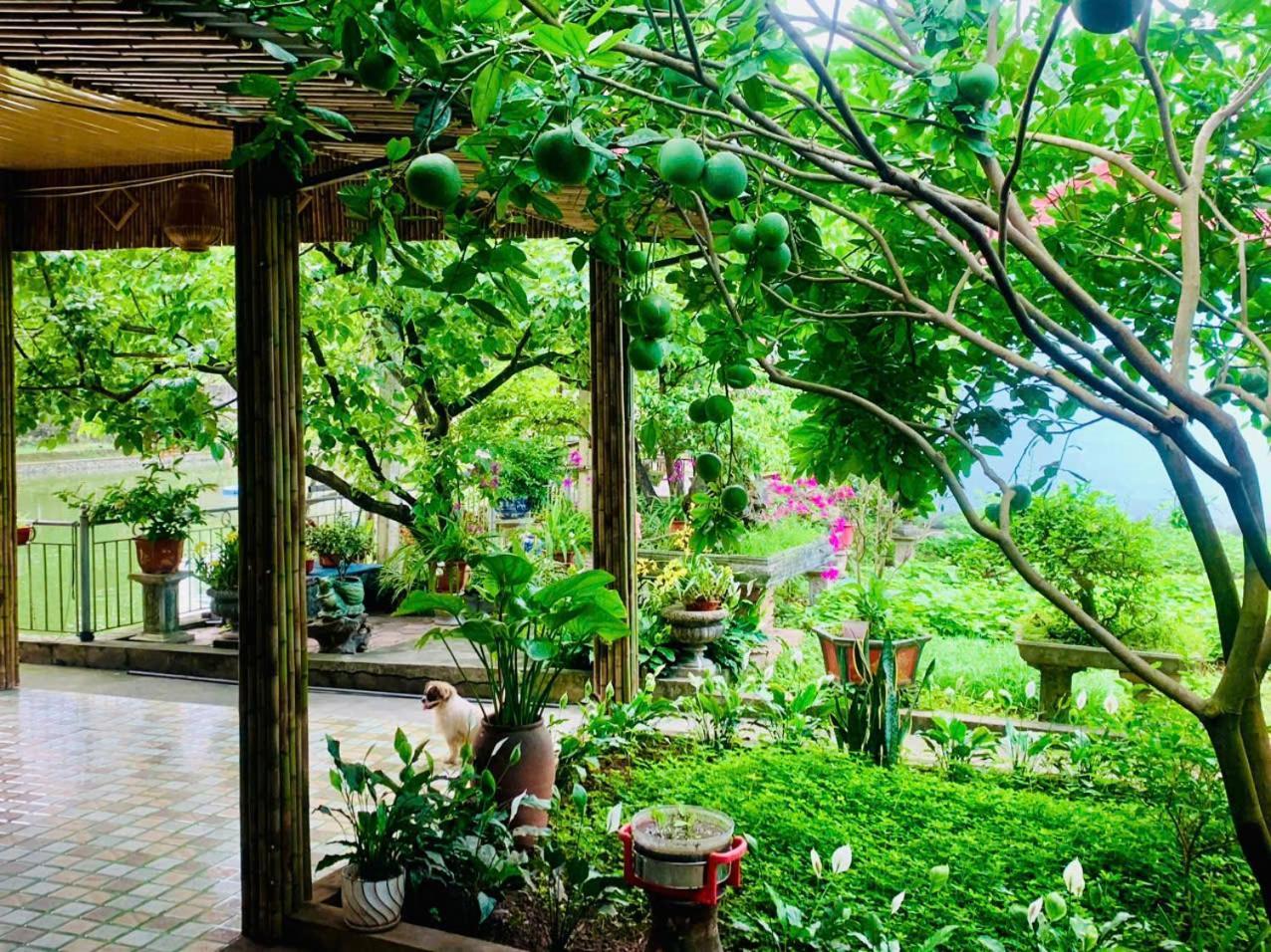 Blue Garden Homestay Ninh Binh Eksteriør bilde